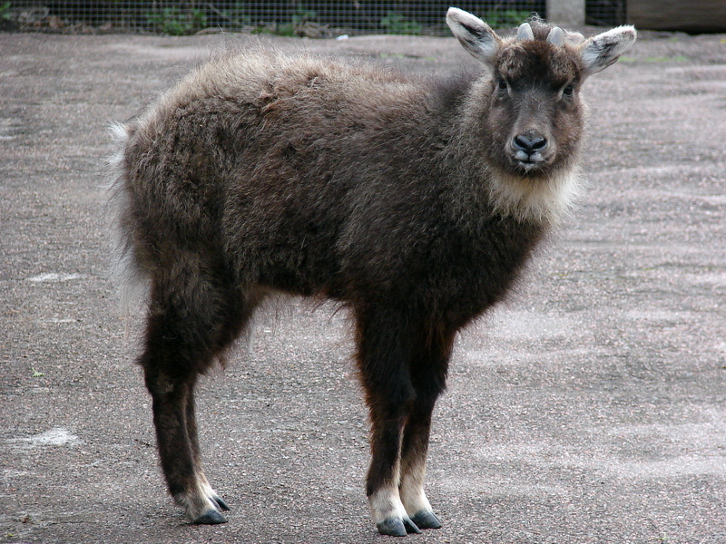 Naemorhedus caudatus caudatus (male)