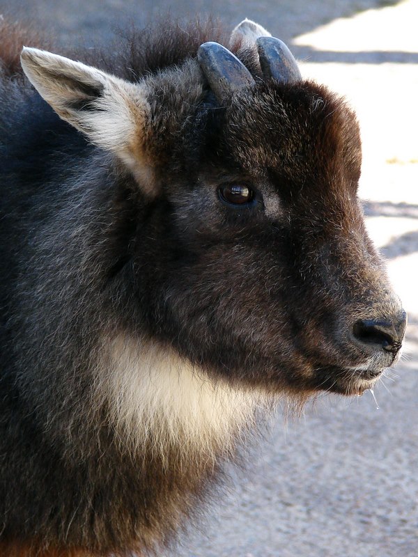 Naemorhedus caudatus caudatus male