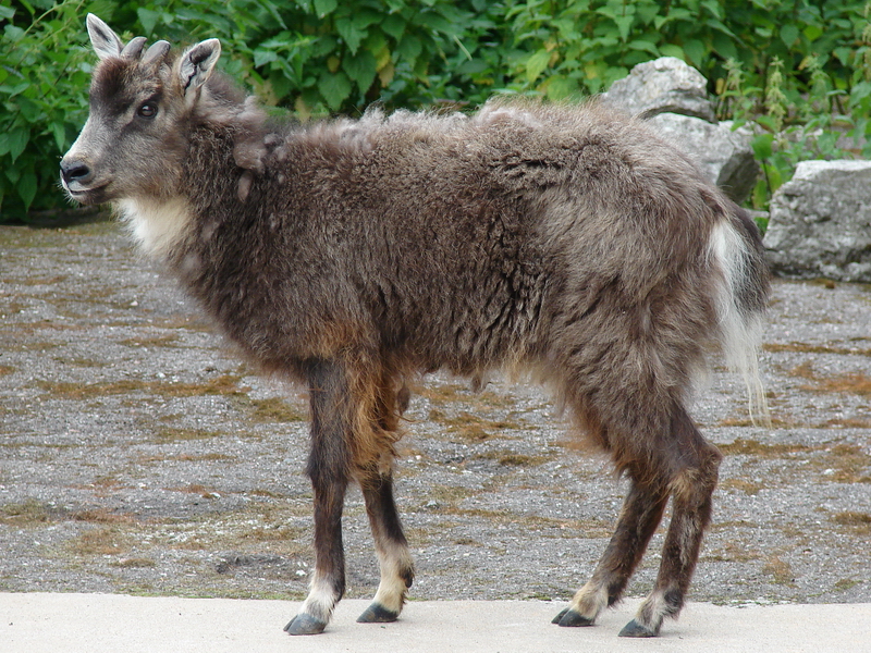 Naemorhedus caudatus caudatus male