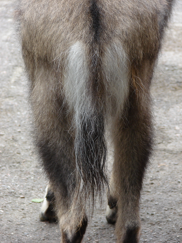 Naemorhedus caudatus caudatus tail