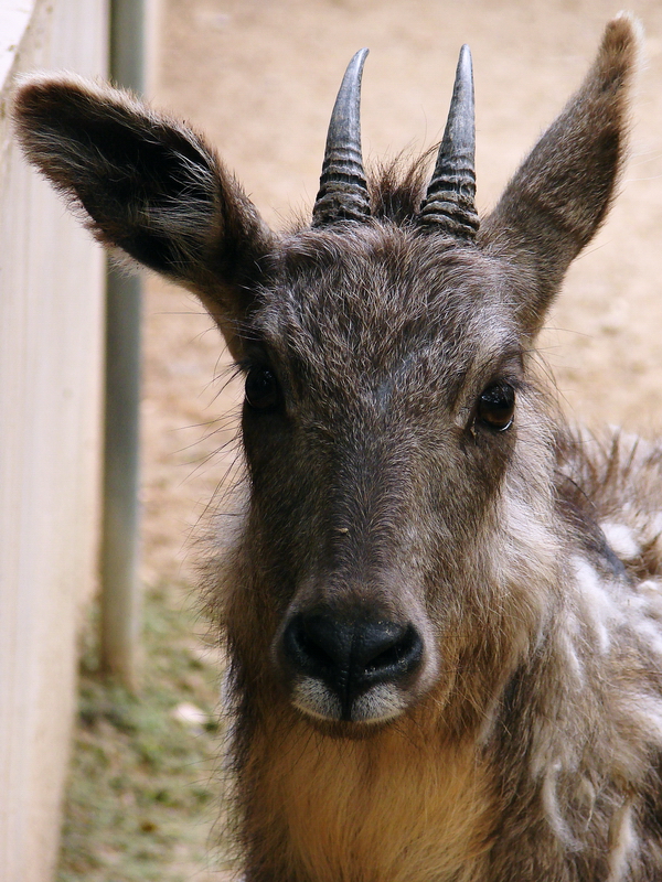 Naemorhedus griseus arnouxianus (female)