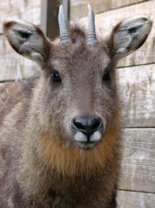 Naemorhedus griseus arnouxianus imm female