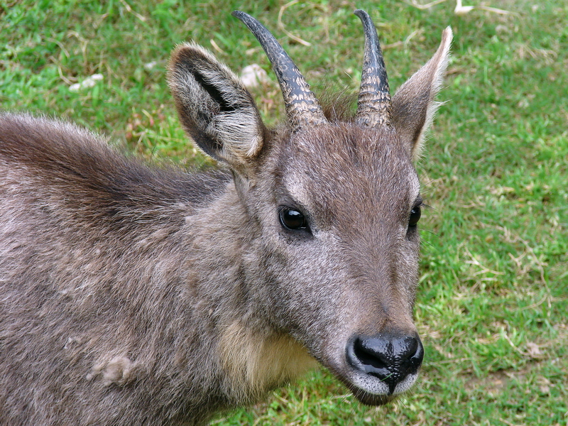 Naemorhedus griseus arnouxianus (imm)