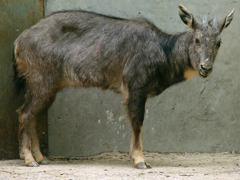 Naemorhedus griseus arnouxianus (male)