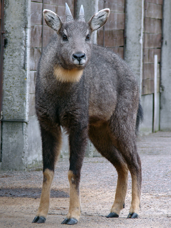 Naemorhedus griseus arnouxianus male