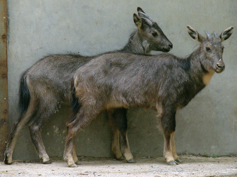 Naemorhedus griseus arnouxianus (pair)