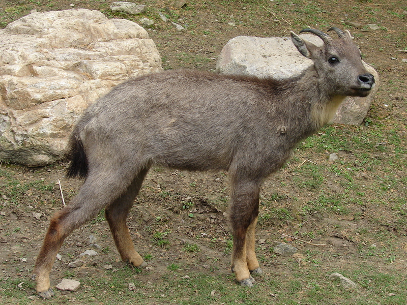 Naemorhedus griseus arnouxianus