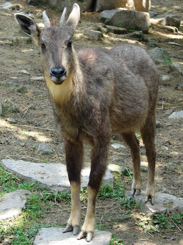 Naemorhedus griseus arnouxianus