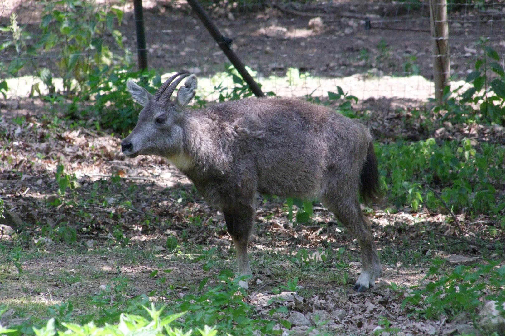 Naemorhedus griseus arnouxianus