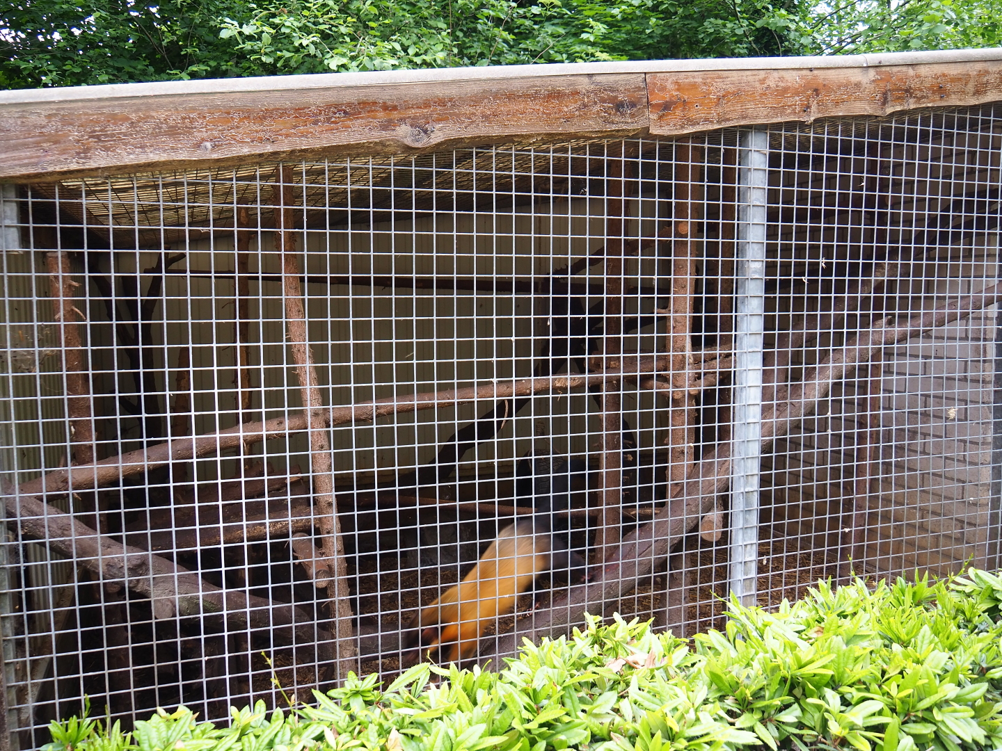 Naff Northern yellow-throated marten cage, 2019-05-25