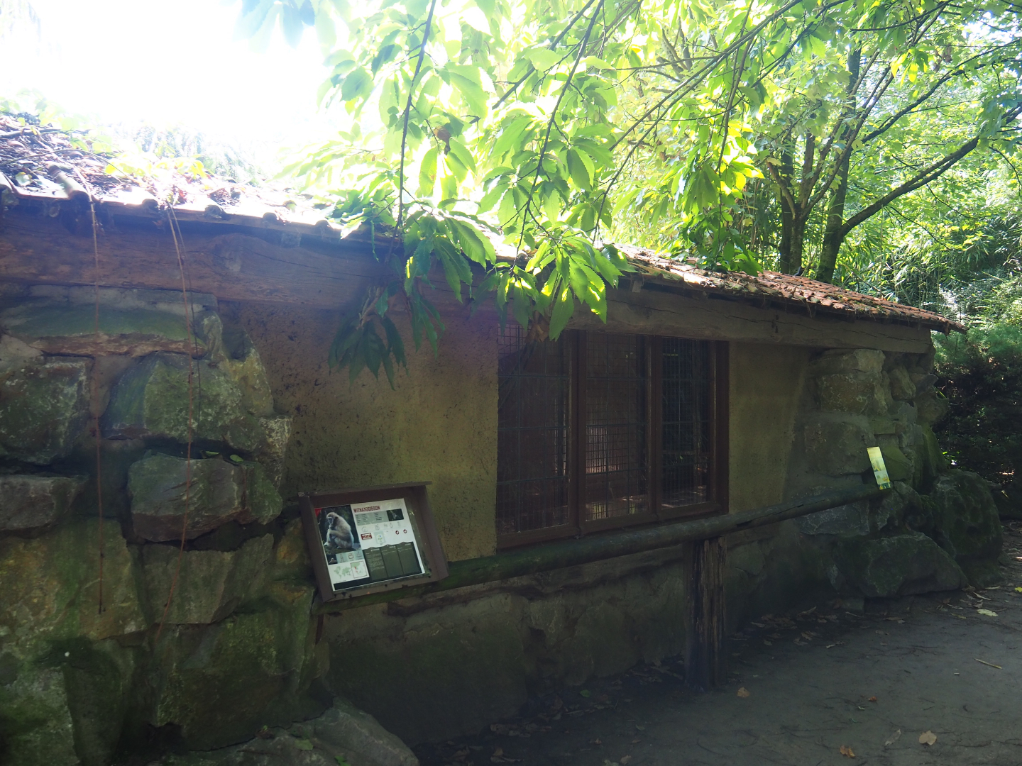 Naff White-handed gibbon house, 2019-08-04