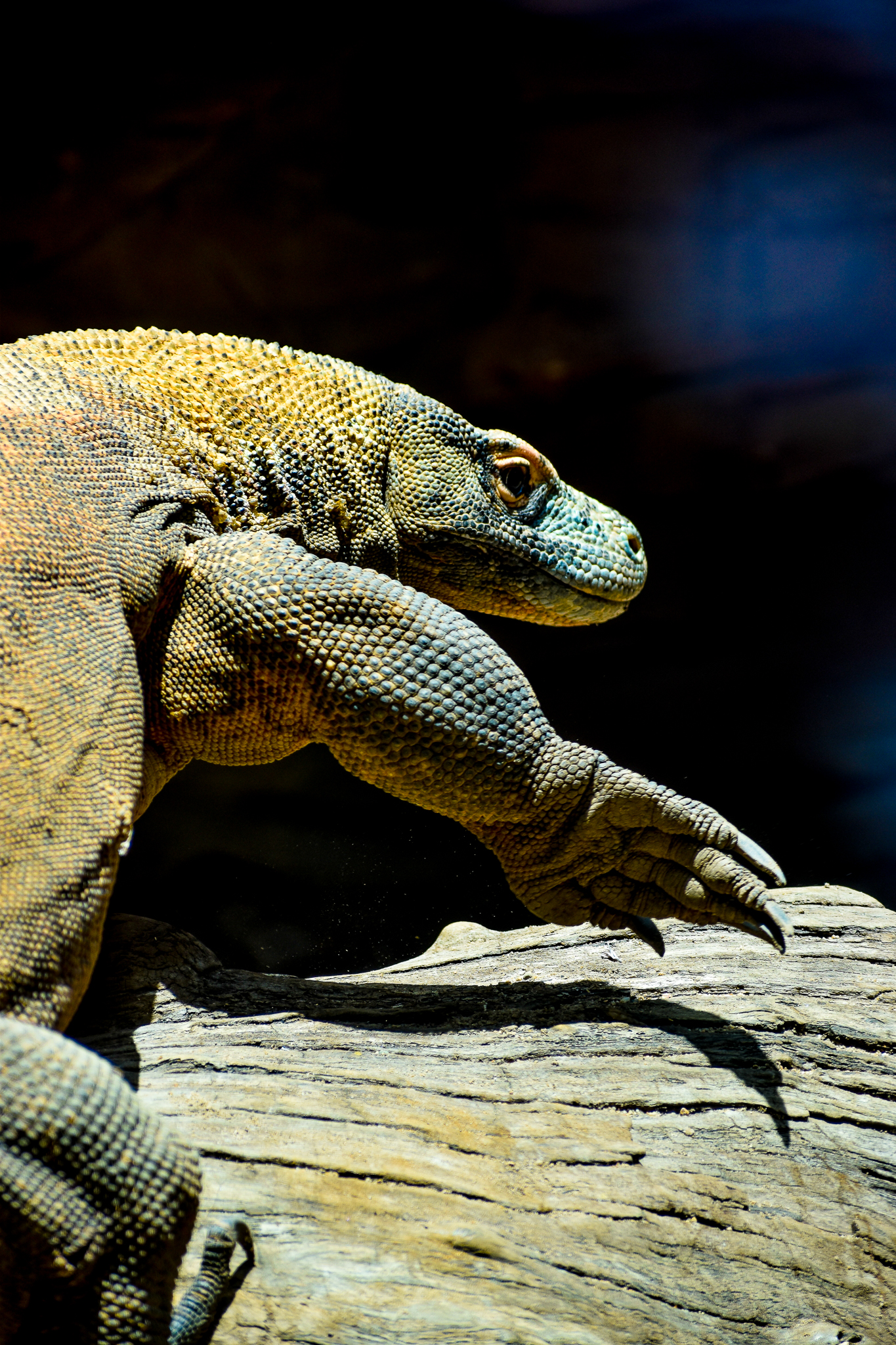 Naga - Komodo Dragon