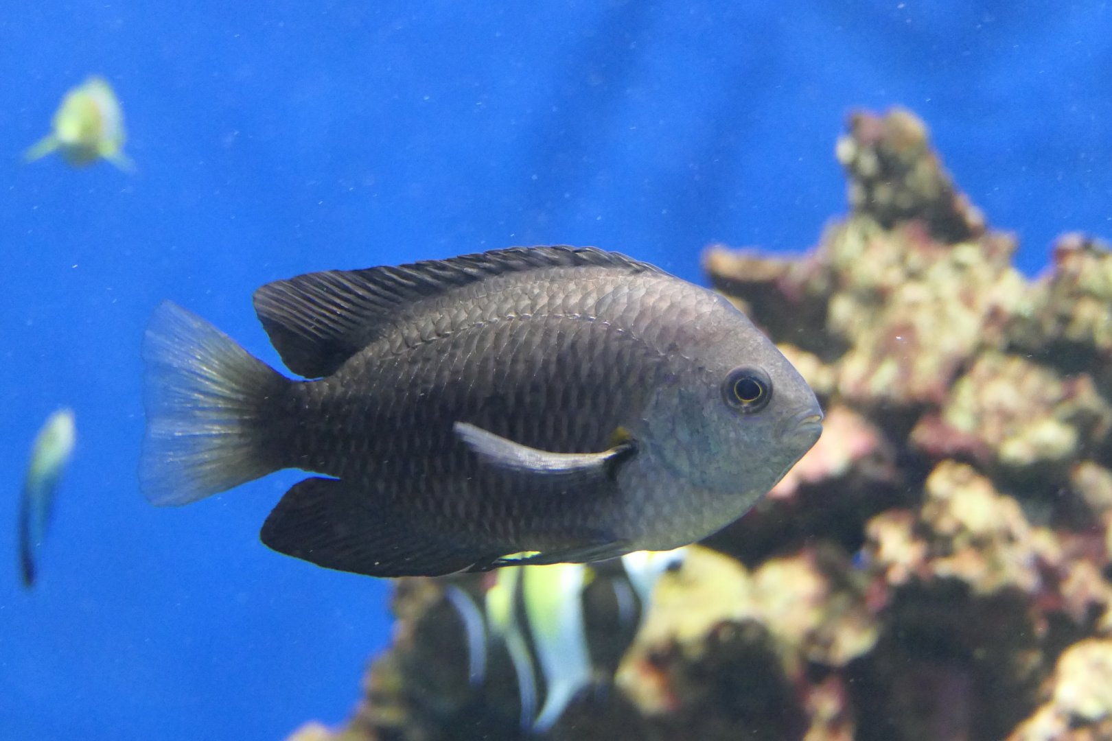 Nagasaki Damsel (Pomacentrus nagasakiensis)