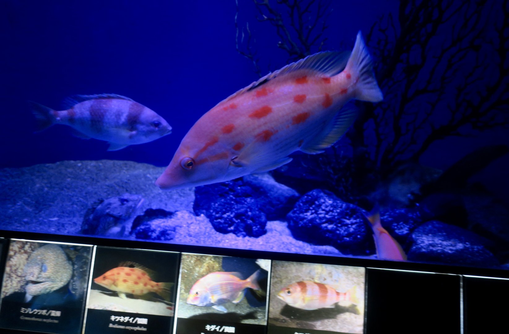 Nagasaki Hogfish (Bodianus oxycephalus)