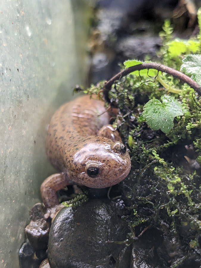Nagato Salamander (Hynobius nagatoensis)