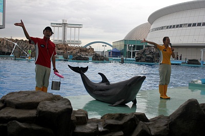 Nagoya Port Aquarium - dolphin show