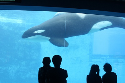 Nagoya Port Aquarium - Killer wahle