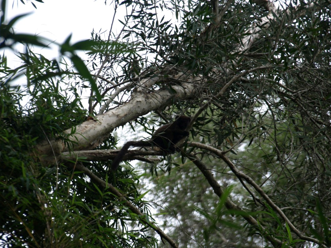 Nahampoana - Bamboo lemur