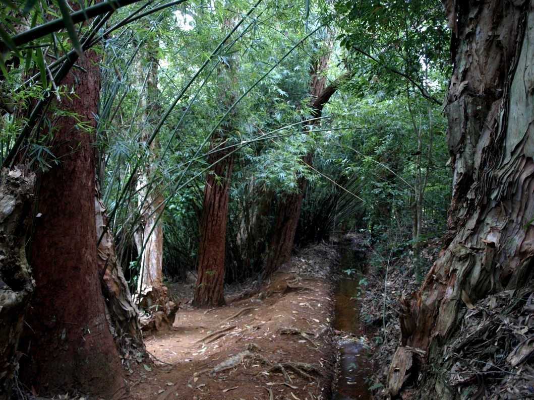 Nahampoana - Bamboo swamp