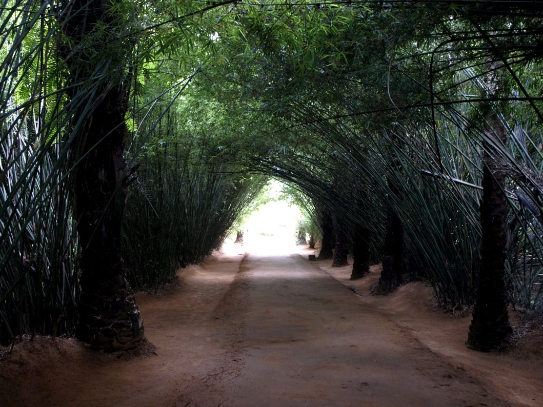 Nahampoana - Bamboo tunnel
