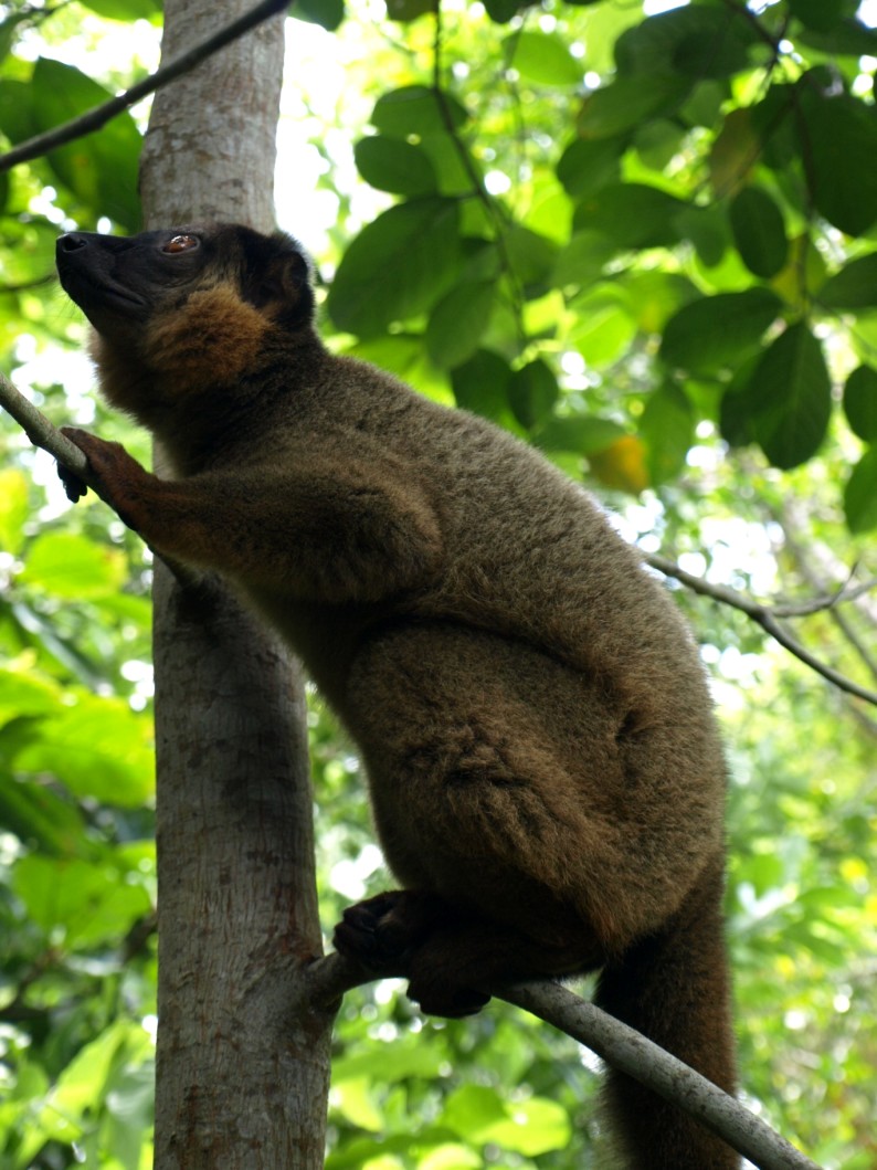 Nahampoana - Collared brown lemur