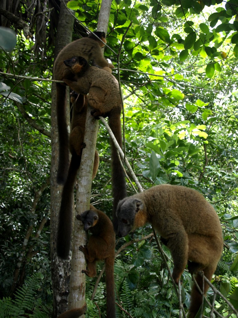 Nahampoana - Collared brown lemurs