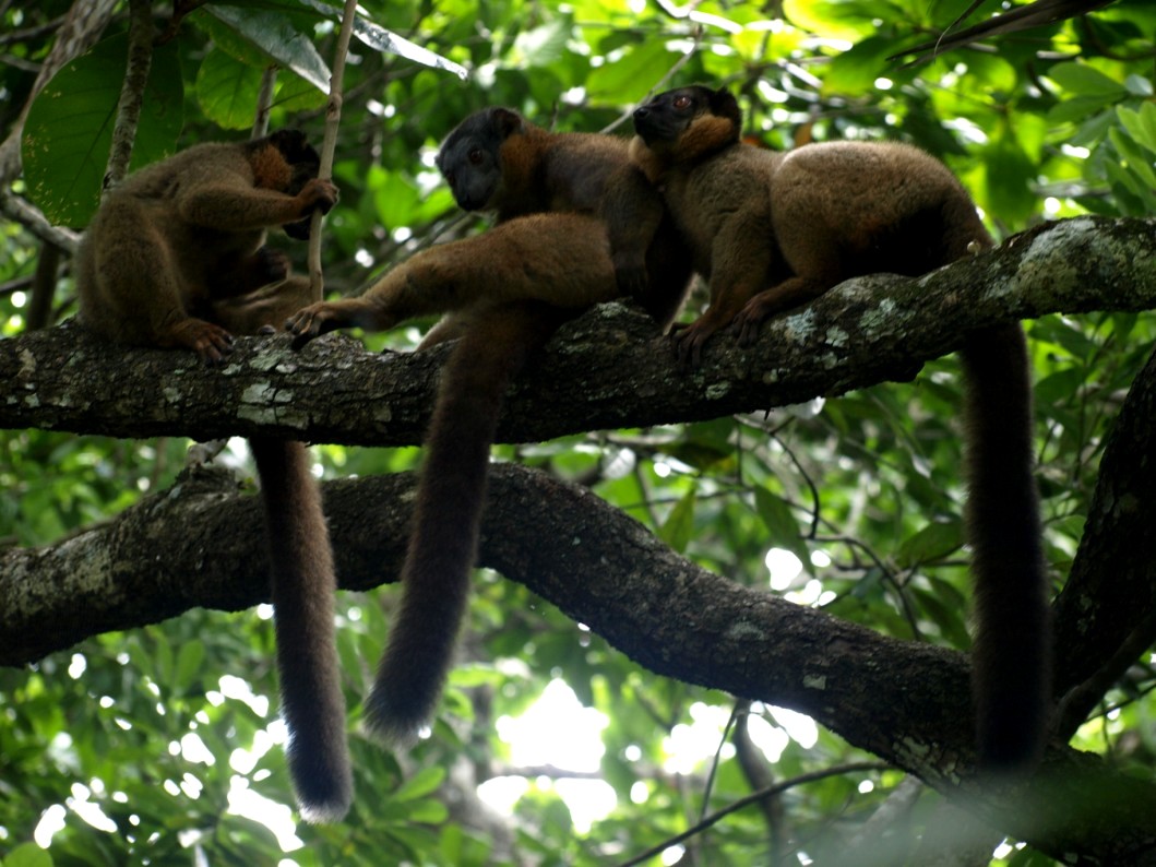 Nahampoana - Collared brown lemurs