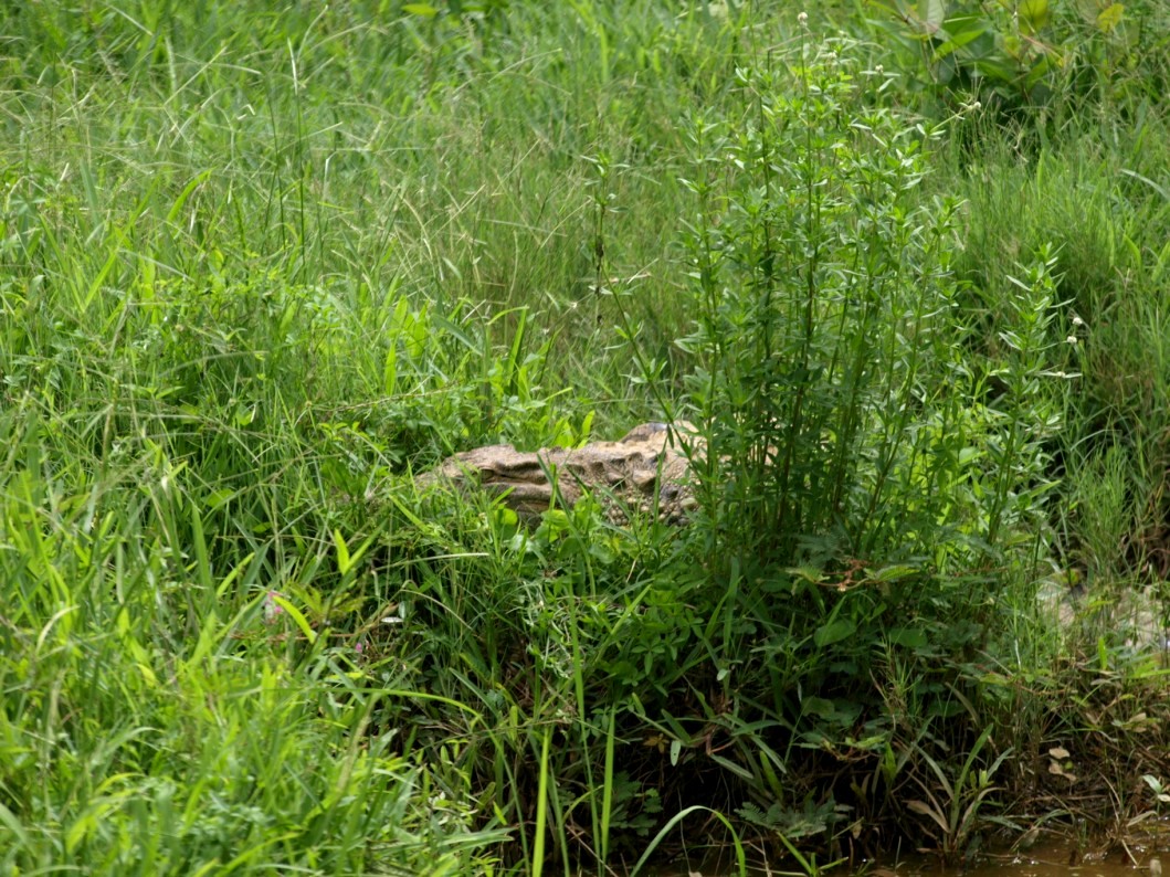 Nahampoana - Nile crocodile