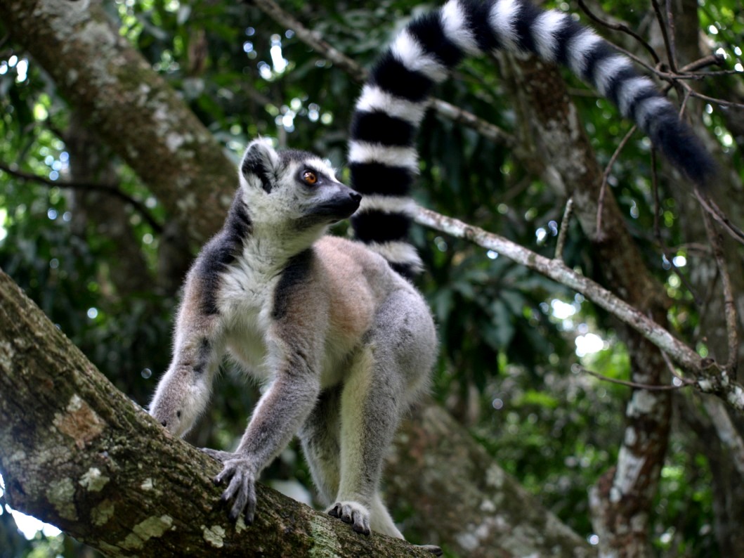 Nahampoana - Ring-tailed lemur