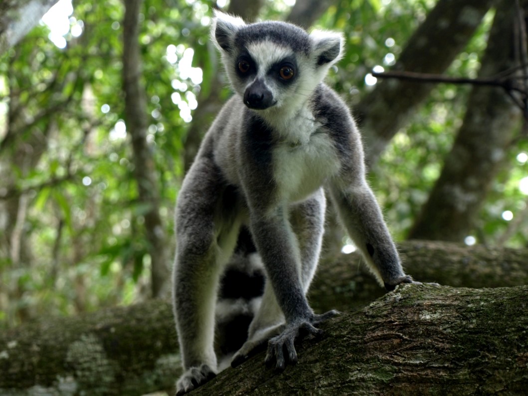 Nahampoana - Ring-tailed lemur