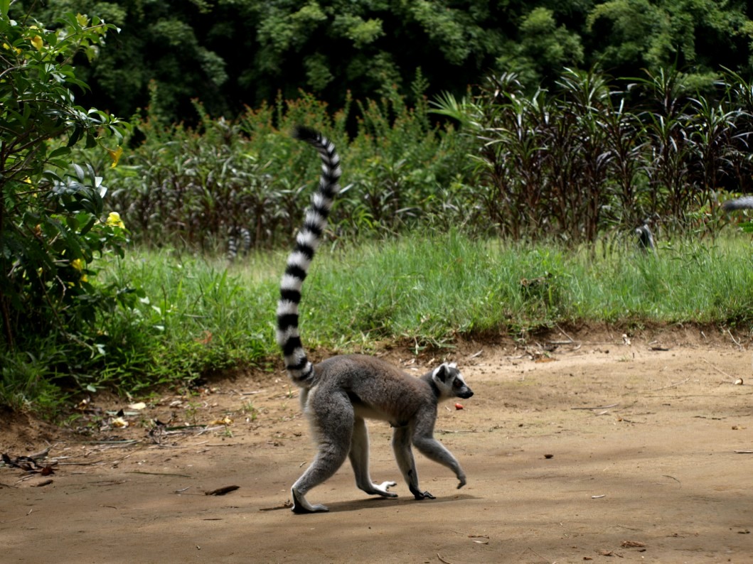 Nahampoana - Ring-tailed lemur