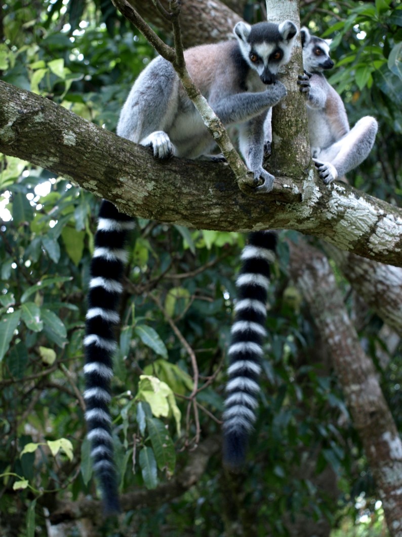 Nahampoana - Ring-tailed lemurs