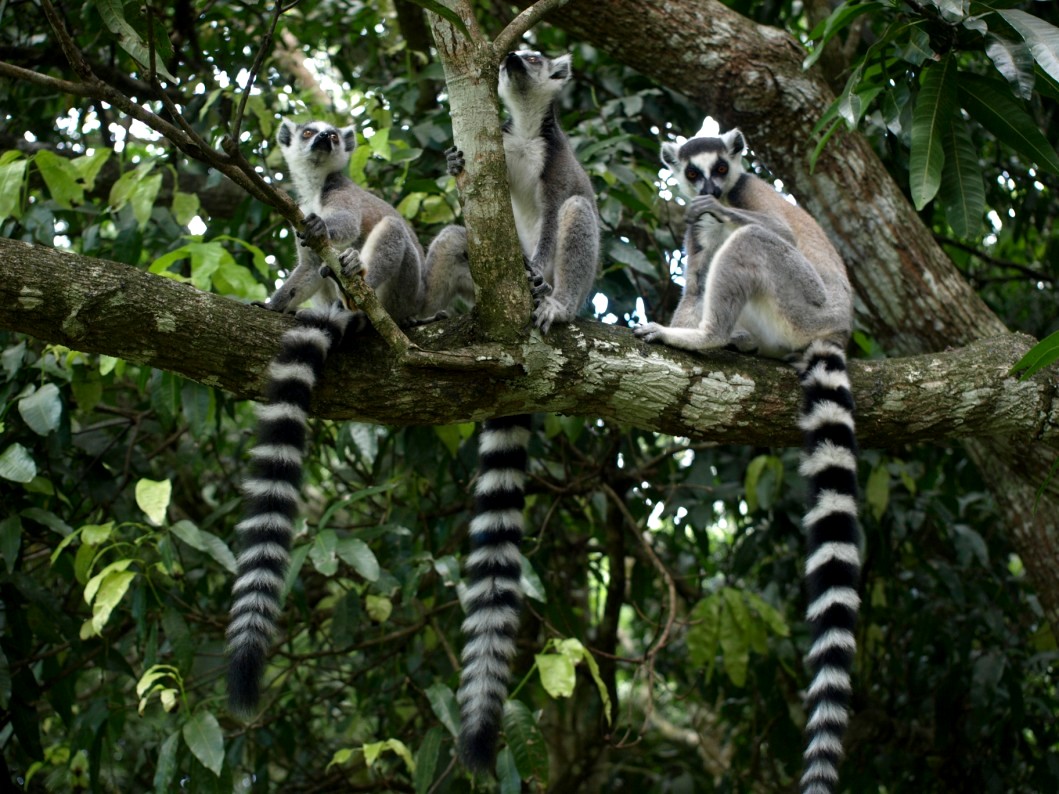 Nahampoana - Ring-tailed lemurs