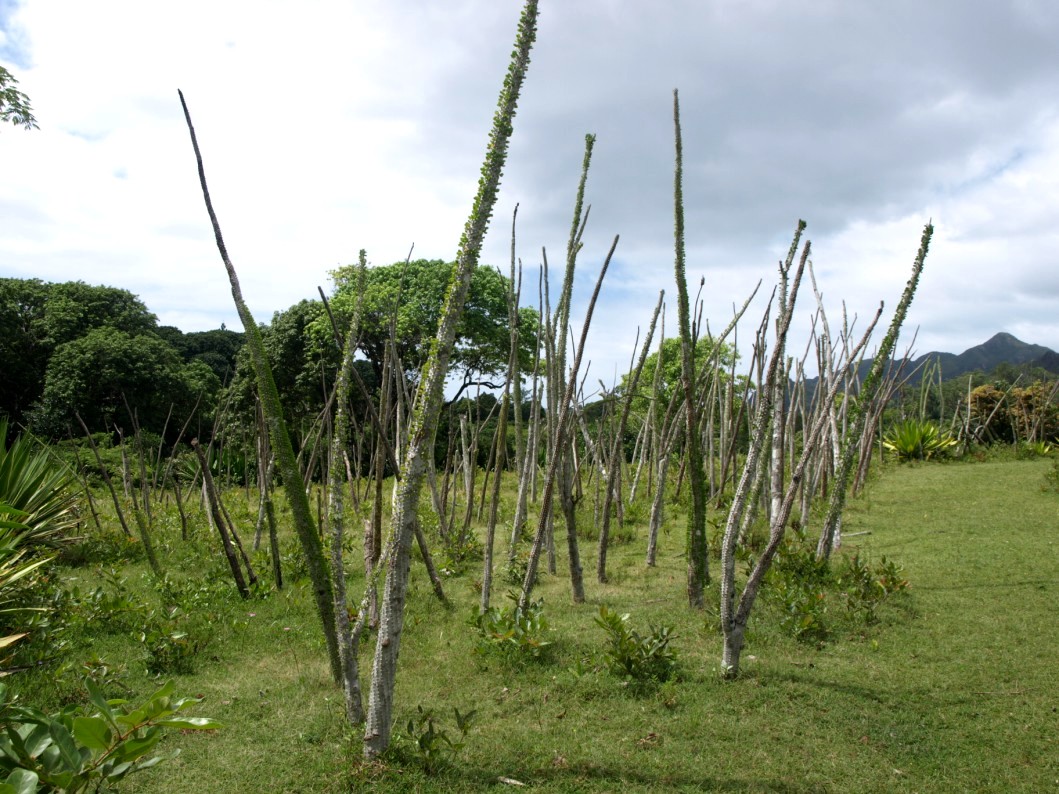Nahampoana - Spiny forest