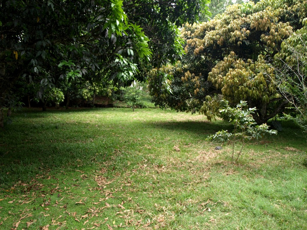 Nahampoana - Tortoise enclosure