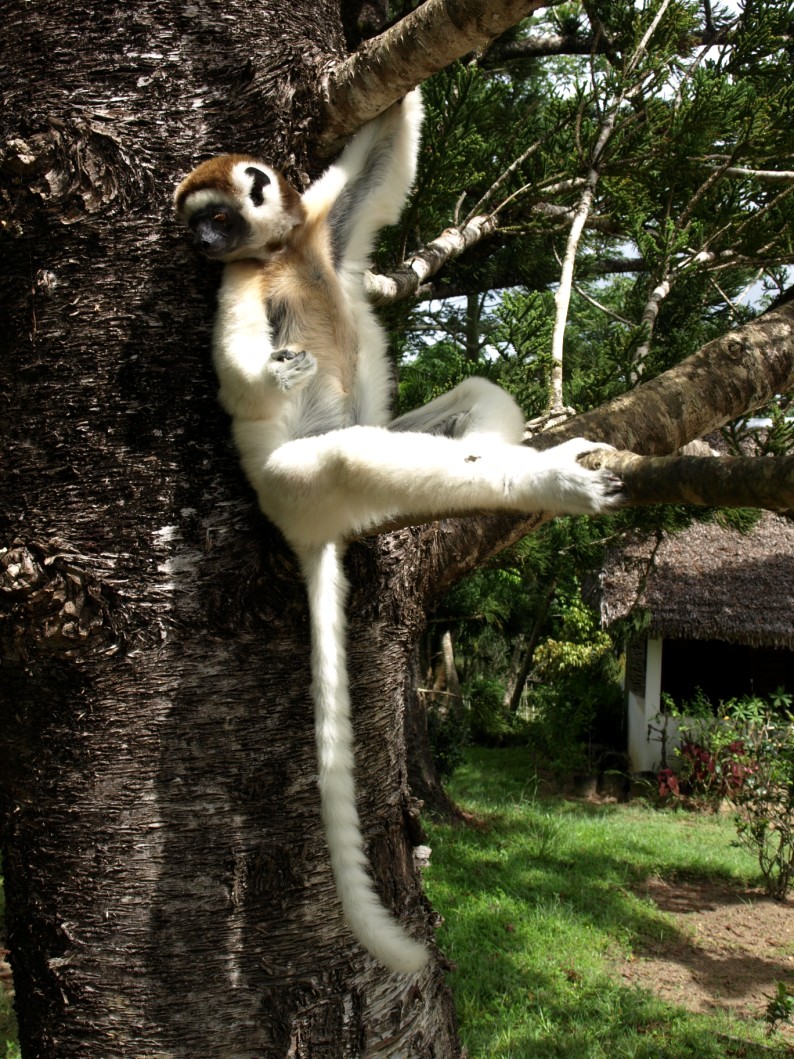Nahampoana - Verreaux's sifaka