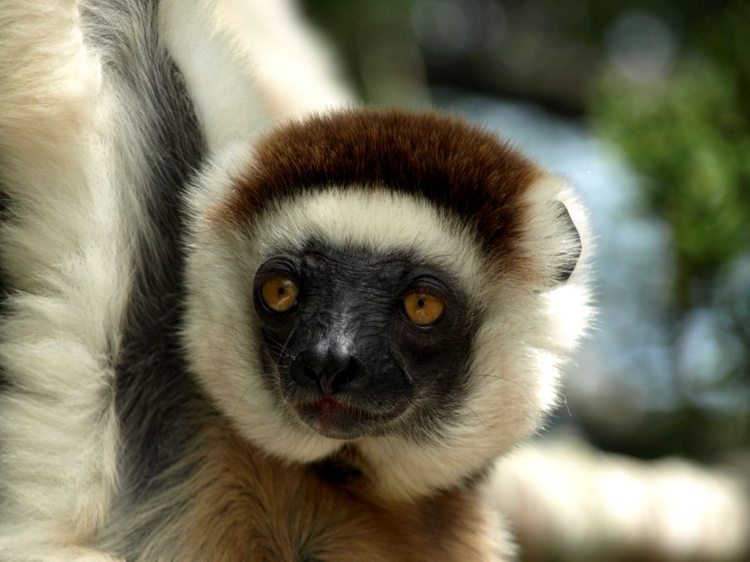 Nahampoana - Verreaux's sifaka