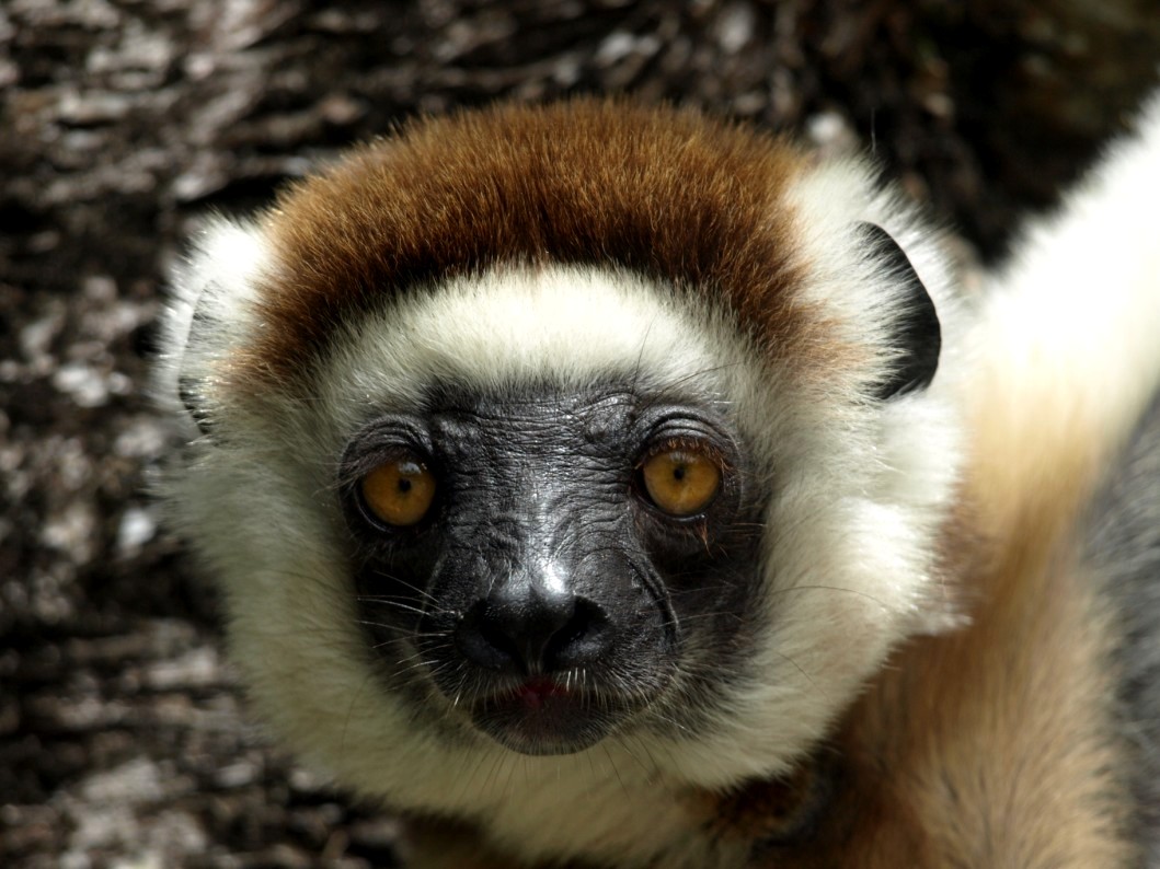 Nahampoana - Verreaux's sifaka