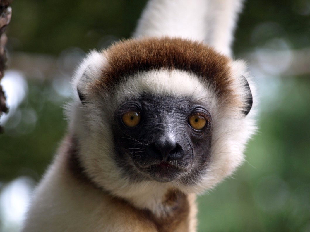 Nahampoana - Verreaux's sifaka
