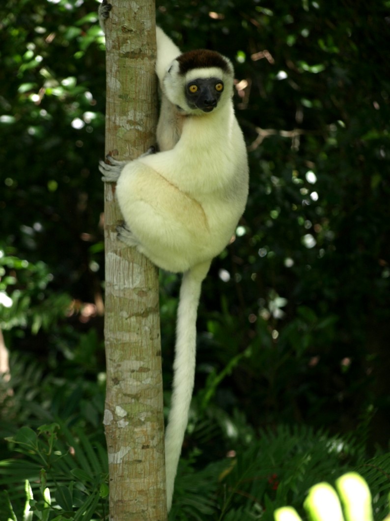 Nahampoana - Verreaux's sifaka