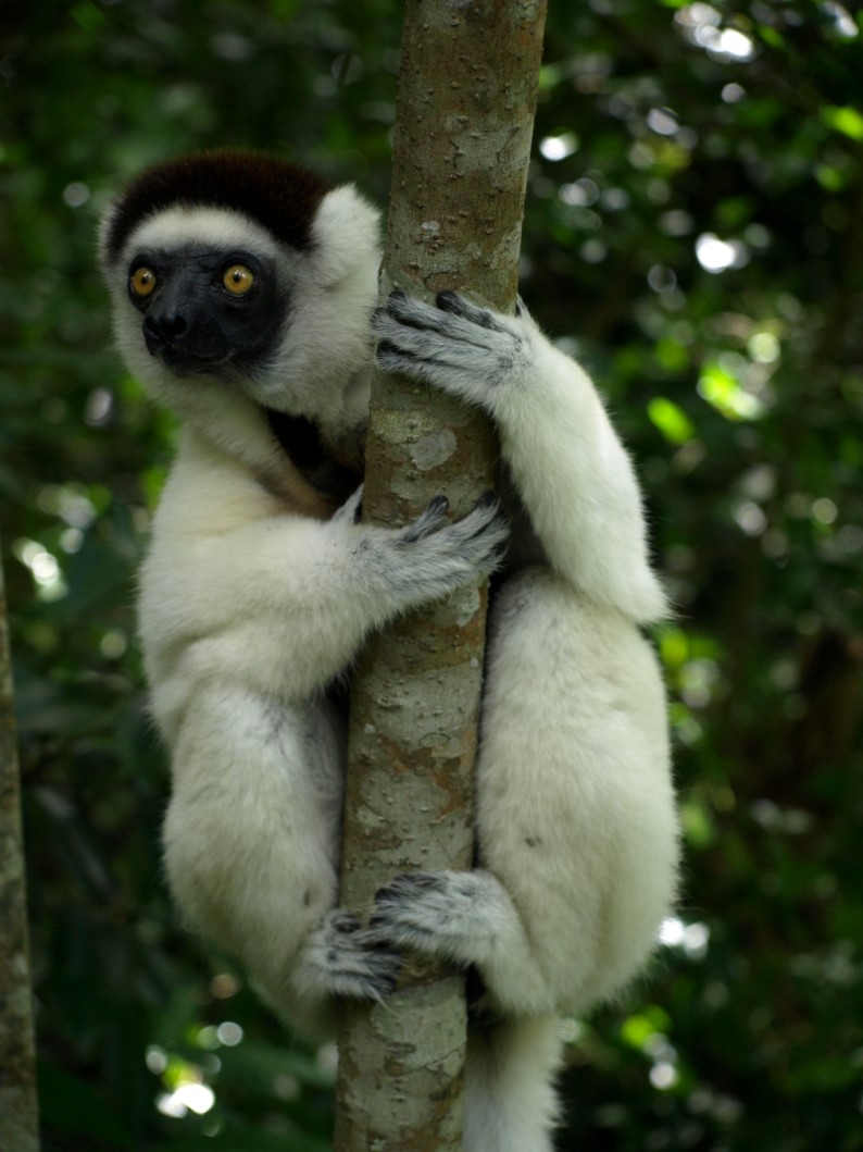 Nahampoana - Verreaux's sifaka