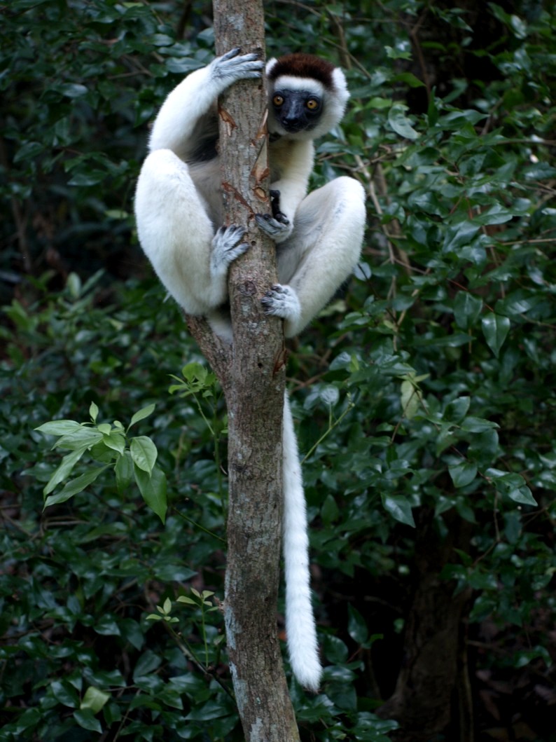 Nahampoana - Verreaux's sifaka