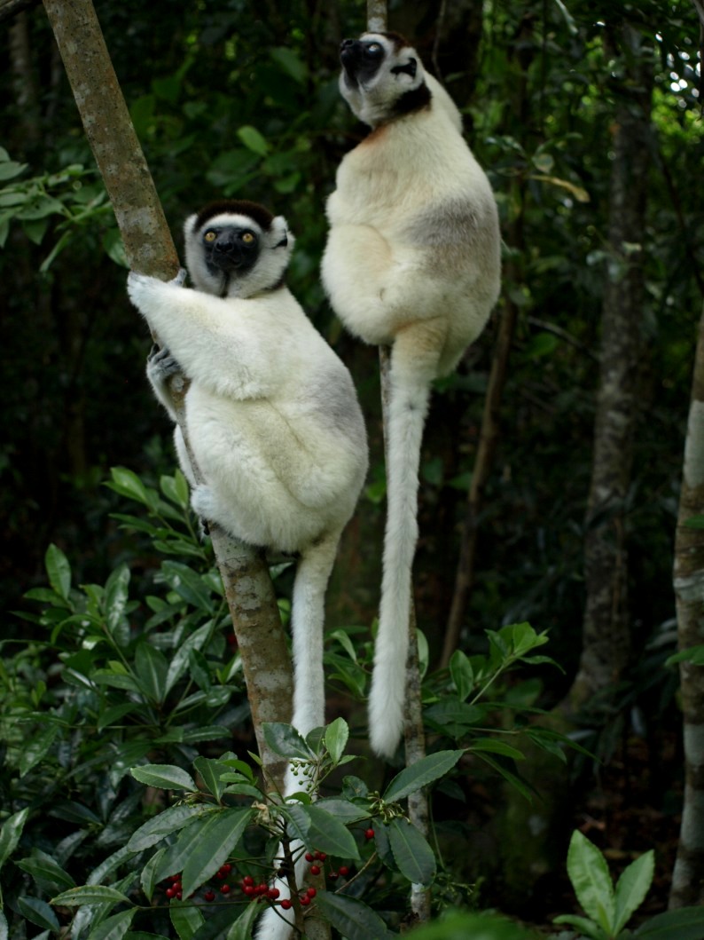 Nahampoana - Verreaux's sifaka