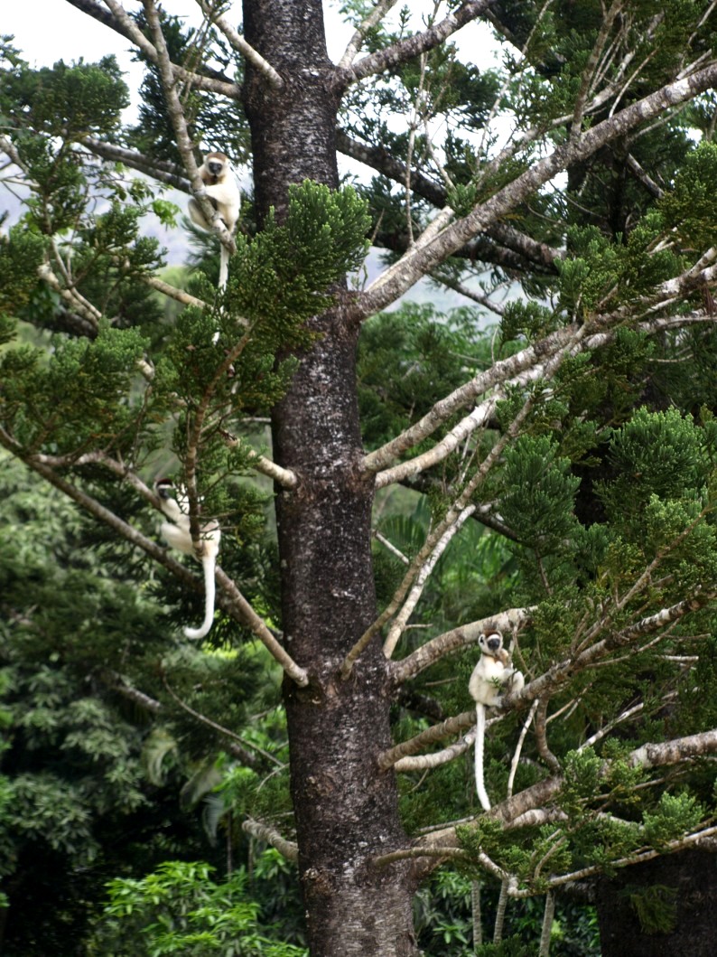 Nahampoana - Verreaux's sifakas