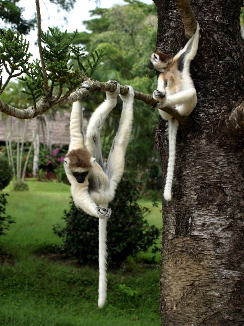 Nahampoana - Verreaux's sifakas
