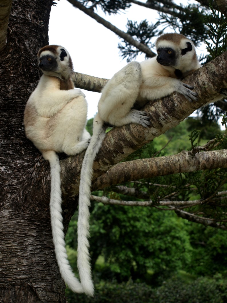 Nahampoana - Verreaux's sifakas