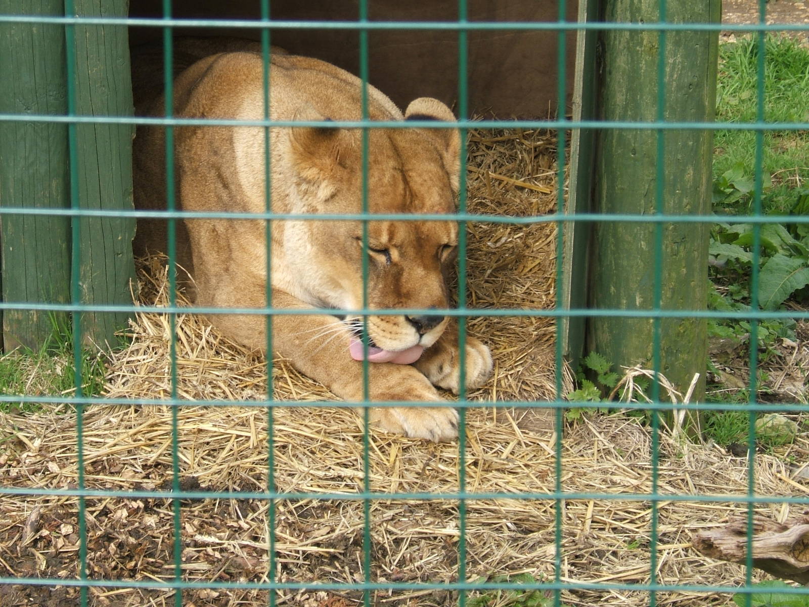 Nahla the African lion at Isle of Wight Zoo, 5 April 2010