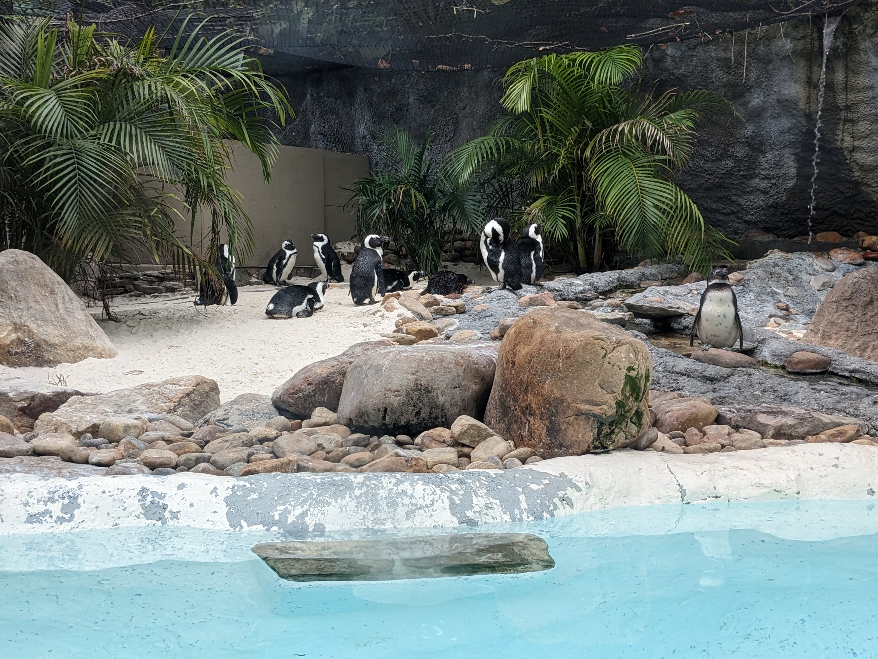 Nairobi - African penguins