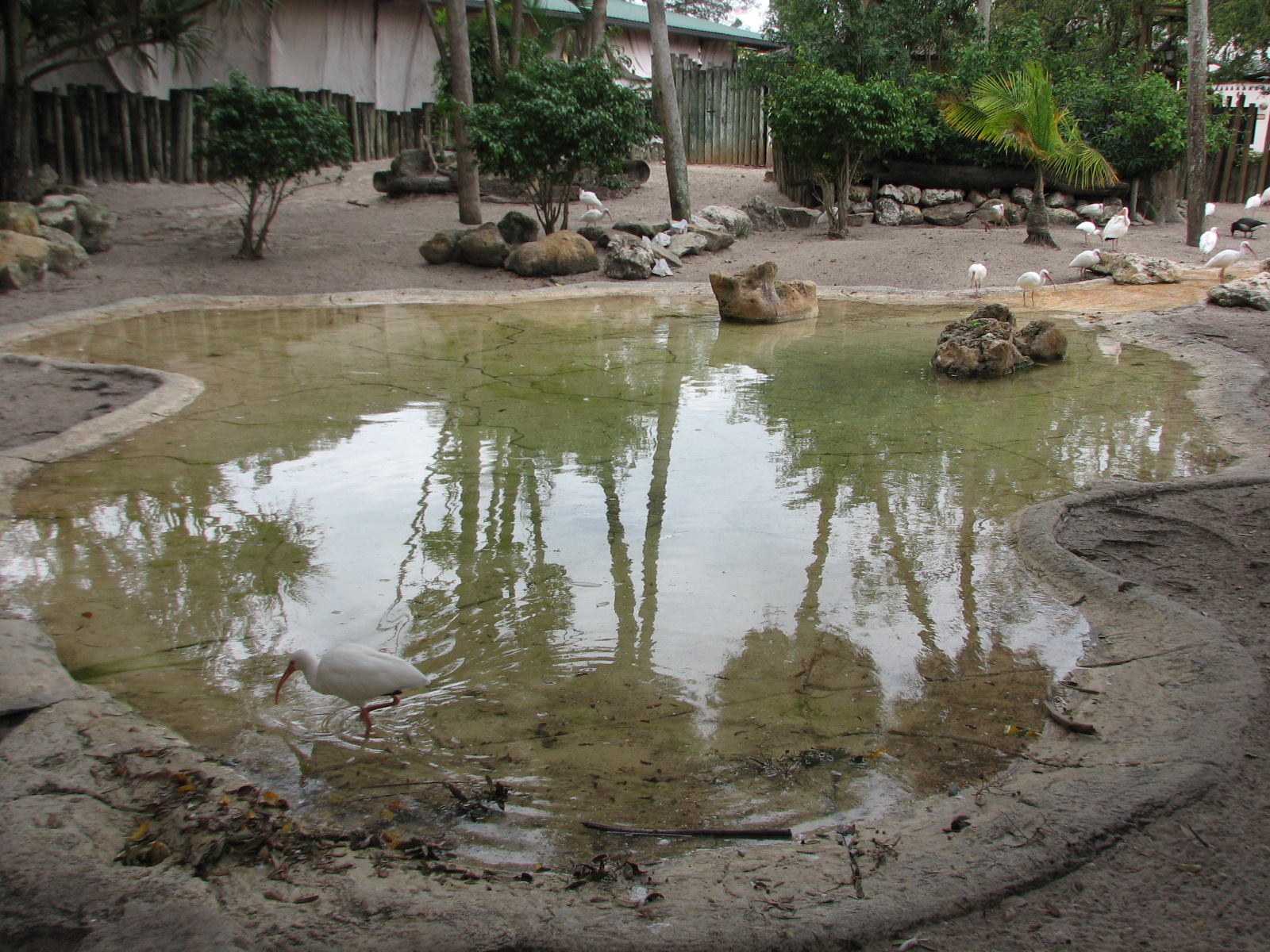 Nairobi - Aldabra Tortoise Exhibit