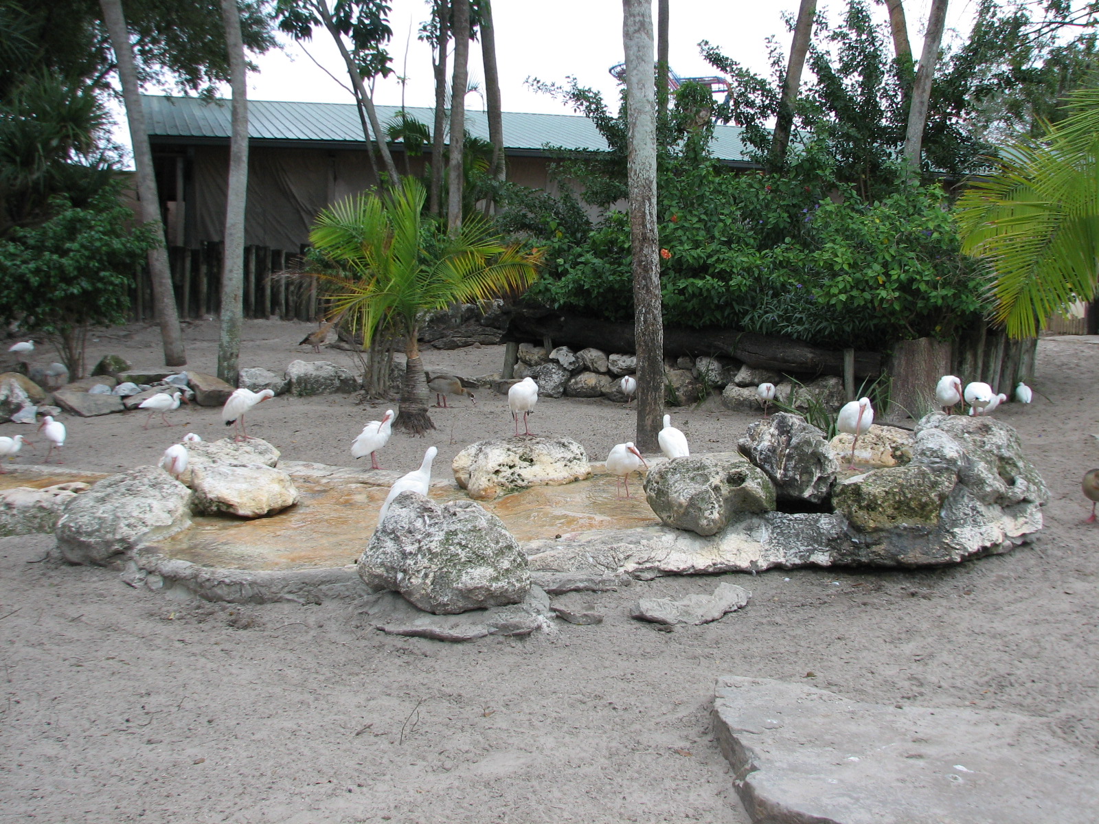Nairobi - Aldabra Tortoise Exhibit